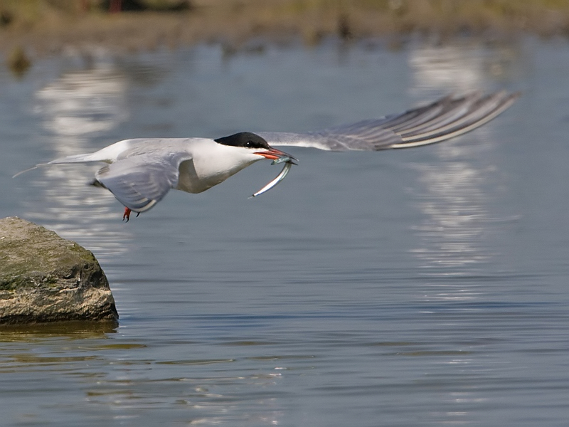 Sterna hirundo Visdief Common Tern